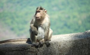 Read more about the article 17 Monkeys Shot Dead In Chhattisgarh Village. Forest Department Orders Probe