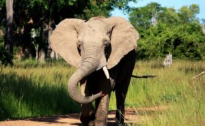 Read more about the article Elephant In Zambia Pulls US Tourist Out Of Safari Vehicle, Tramples Her To Death