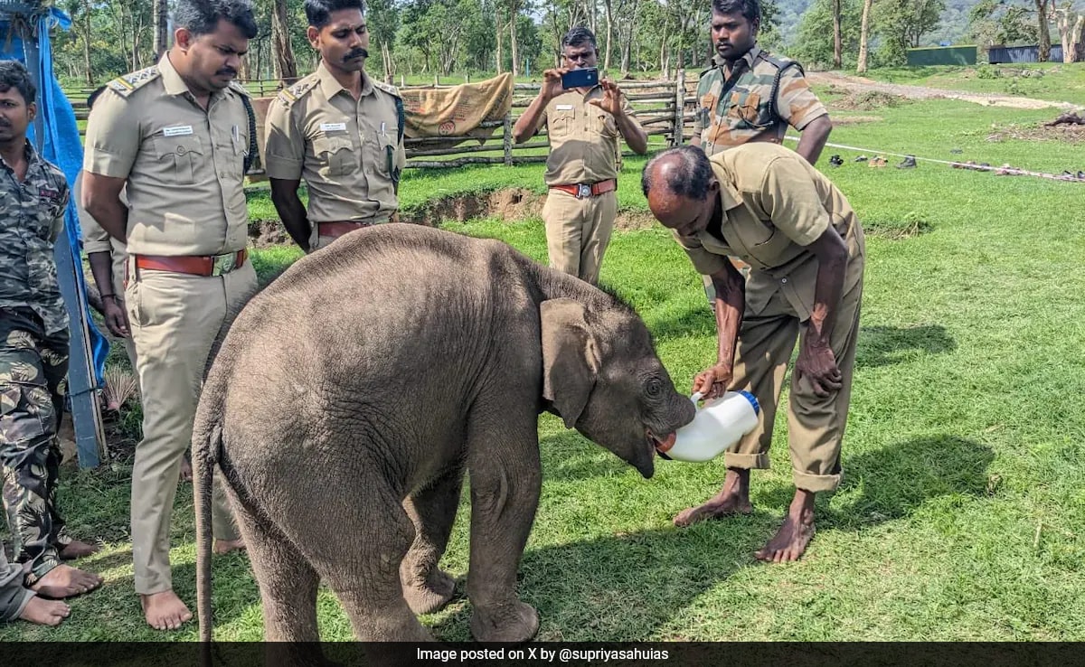 Read more about the article Baby Elephant Rejected By Mother Finds Home With Forest Officials