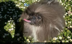 Read more about the article Wild Thang, An 8-Year-Old Pekingese, Is The Winner Of This Year’s World’s Ugliest Dog Contest