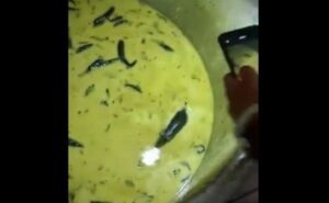 Read more about the article Viral Video Shows Rat Swimming In Chutney Allegedly In Telangana College’s Hostel Canteen