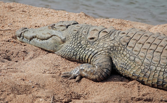 Australian Missing Child's Remains Found After Suspected Crocodile Attack