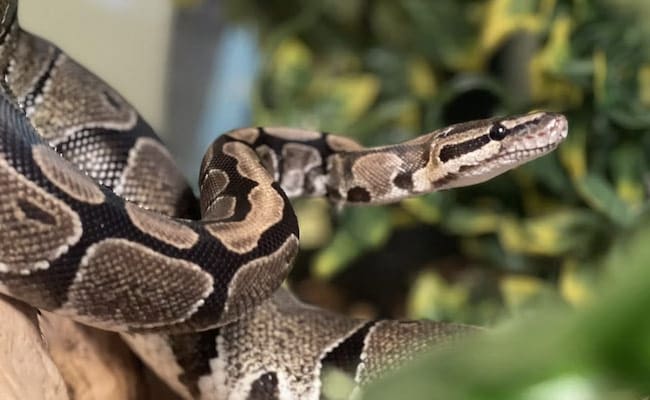 Read more about the article UP Man On The Way To His Wedding, Gets Bitten By Snake, Dies