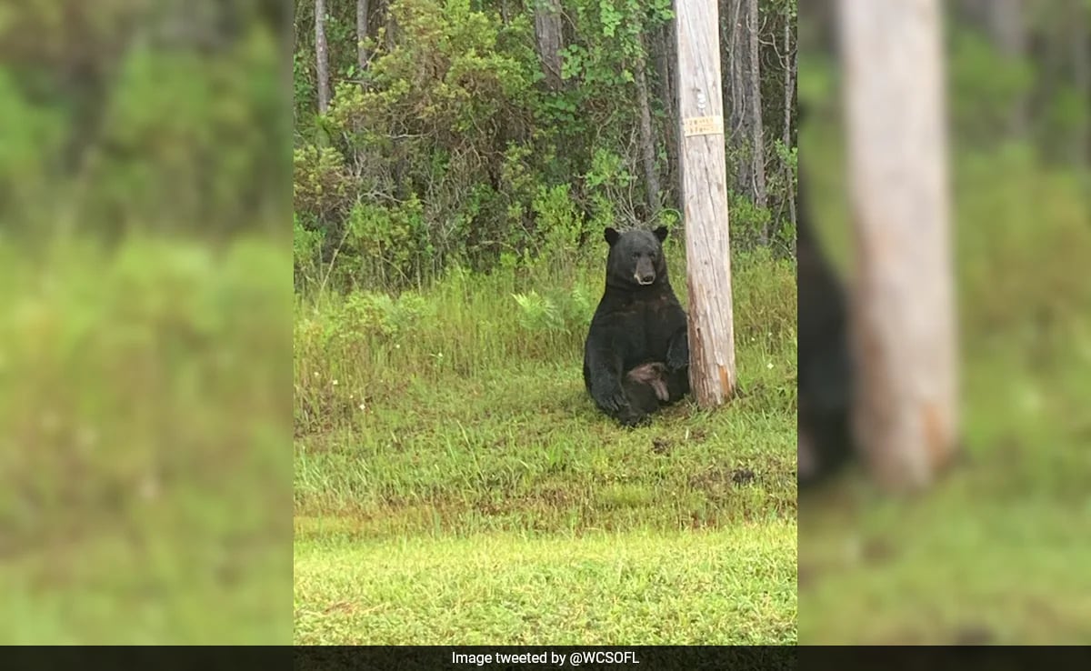 Read more about the article Florida Cops Urge Locals To Stop Taking Selfies With “Depressed” Bear