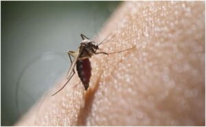 Read more about the article Dengue Can Seriously Affect The Brain, Nervous System, Say Doctors: Report