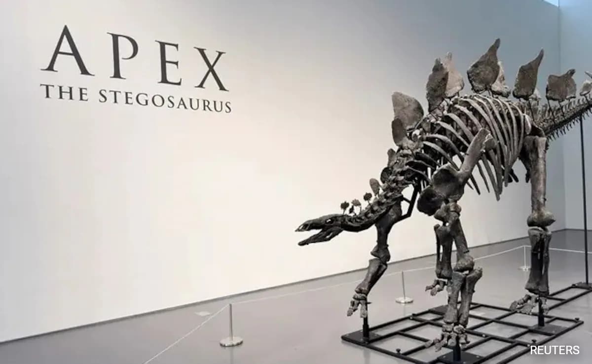 Read more about the article US Billionaire Buys Largest Stegosaurus Skeleton For $44.6 Million, Shatters Auction Records