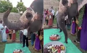 Read more about the article This Video Of Elephant Enjoying A Fruit Thali On Its Birthday Is Winning Hearts