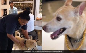 Read more about the article Mumbai Woman Buys ₹2.5 Lakh Gold Chain For Pet Dog, Internet Calls It ”Wholesome”