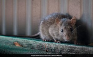 Read more about the article 9 Students Bitten By Rats At Girls Hostel In Telangana