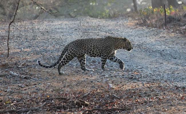 Leopard Caught On CCTV Roaming Around Shopping Mall In Maharashtra City