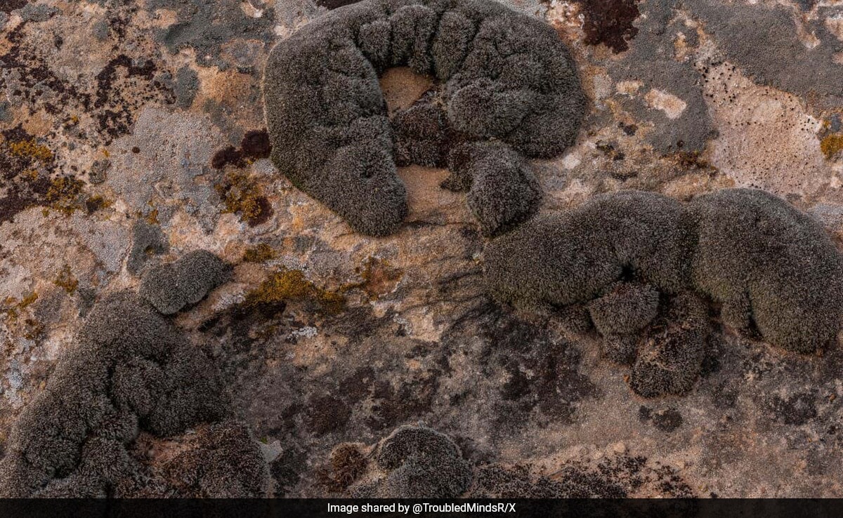 Read more about the article Chinese Scientists Discover The Plant That Could Survive On Mars