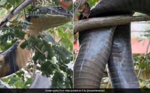 Read more about the article In Jaw-Dropping Video, 12-Foot Long King Cobra Rescued And Released In Karnataka Forest