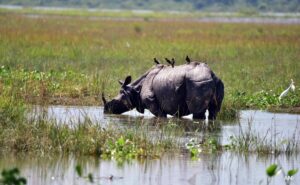 Read more about the article 6 Rhinos Among 137 Animals Dead In Kaziranga National Park Amid Assam Floods