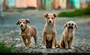 Read more about the article Animal Detectives Rise To Prominence In China’s Expanding Pet Industry