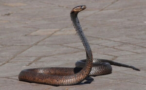 Read more about the article Chinese Man Tries To Smuggle Over 100 Live Snakes In His Trousers, Arrested