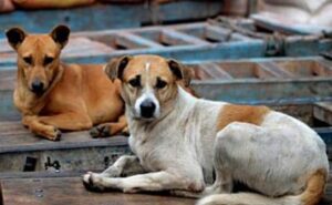 Read more about the article Karnataka On Row Over ‘Dog Meat’ Meant For Bengaluru Restaurants