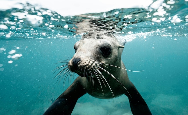 Read more about the article A Technique That’s Helping Experts Find Out Changes In Oceans, Climate Change. It’s Not Robots Or AI