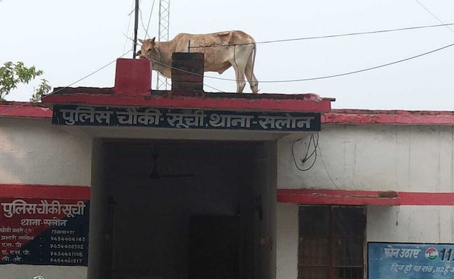 Panic At UP Police Station After Bull Climbs Onto Its Roof