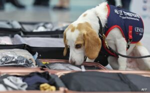 Read more about the article South Korea Uses Sniffer Dog To Search For Bedbugs After Paris Olympics