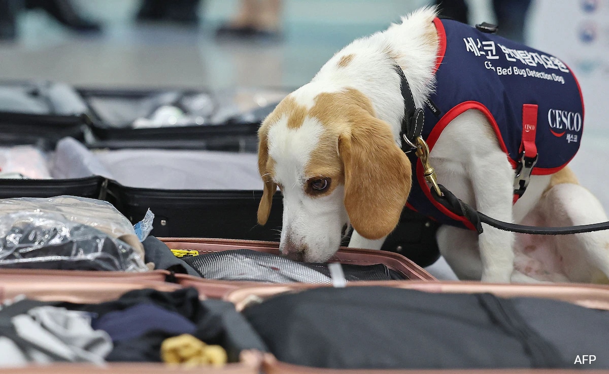 South Korea Uses Sniffer Dog To Search For Bedbugs After Paris Olympics