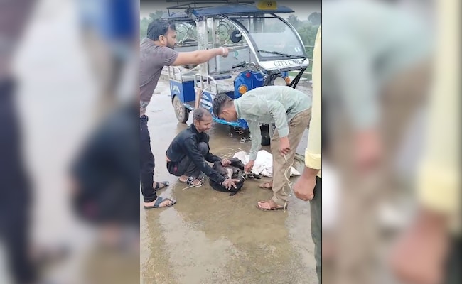 Tied Up Dogs Were Being Thrown Off A Bridge In Madhya Pradesh, Rescued