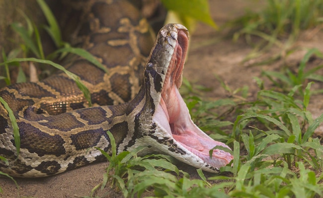 74-Year-Old Woman Killed By 13 Foot Python In Indonesia