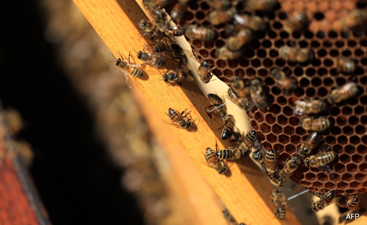 Beekeepers In France See 