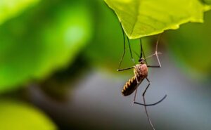 Read more about the article US Man Dies From Rare Mosquito Borne Virus, Officials Alarmed