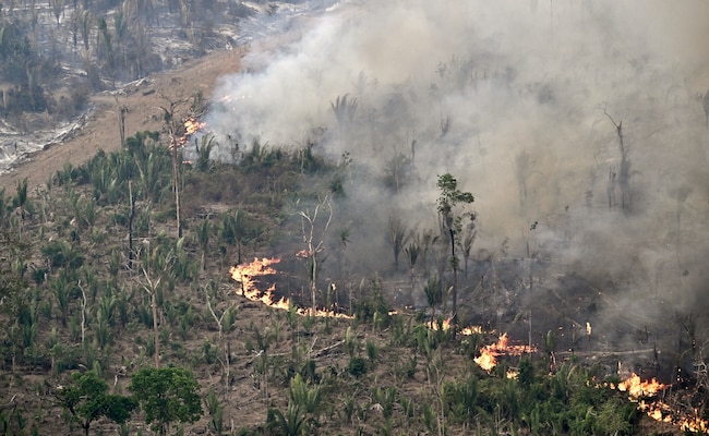 Read more about the article Brazilians “Struggle To Breathe” As Amazon Forest Burns In Wildfire