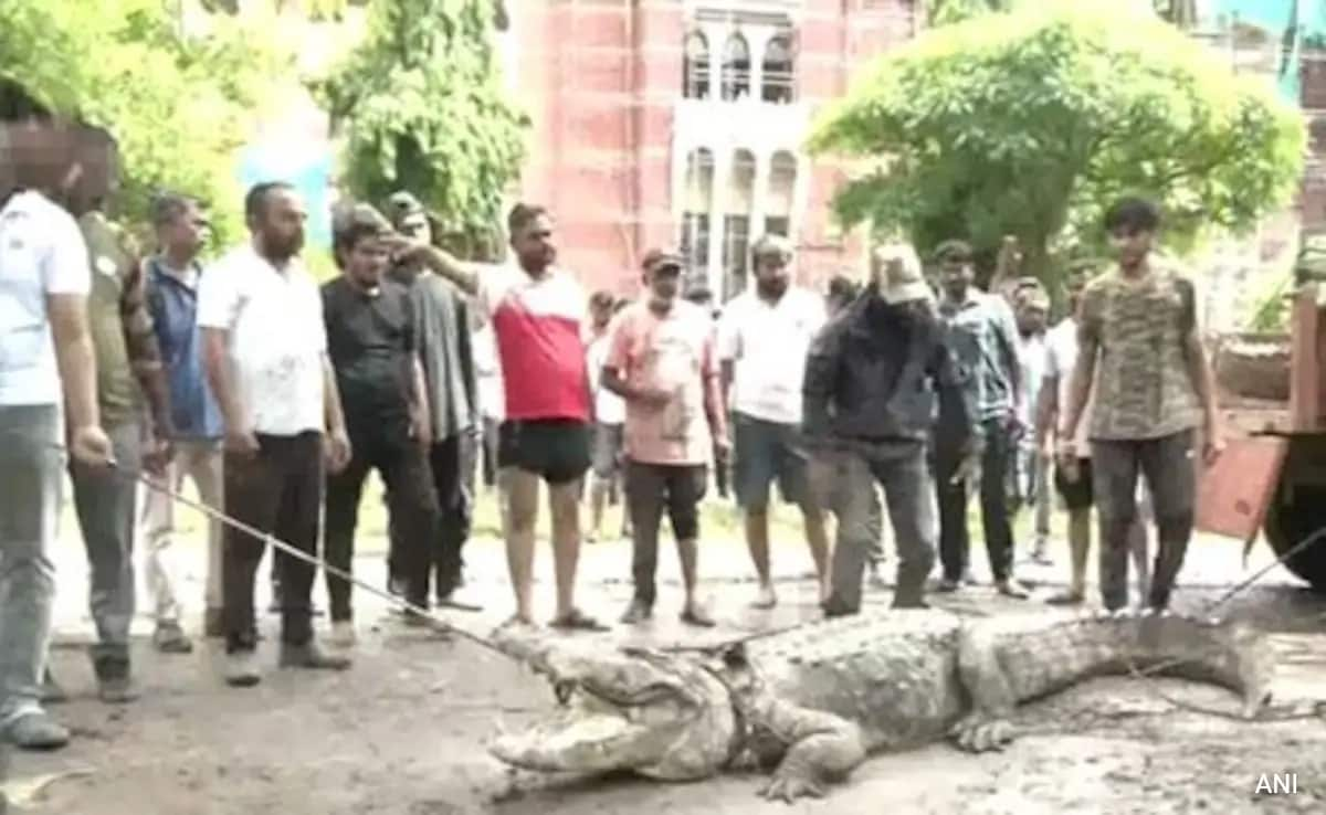 Read more about the article 11-Foot Crocodile Enters Vadodara College Amid Gujarat Rain, Caught