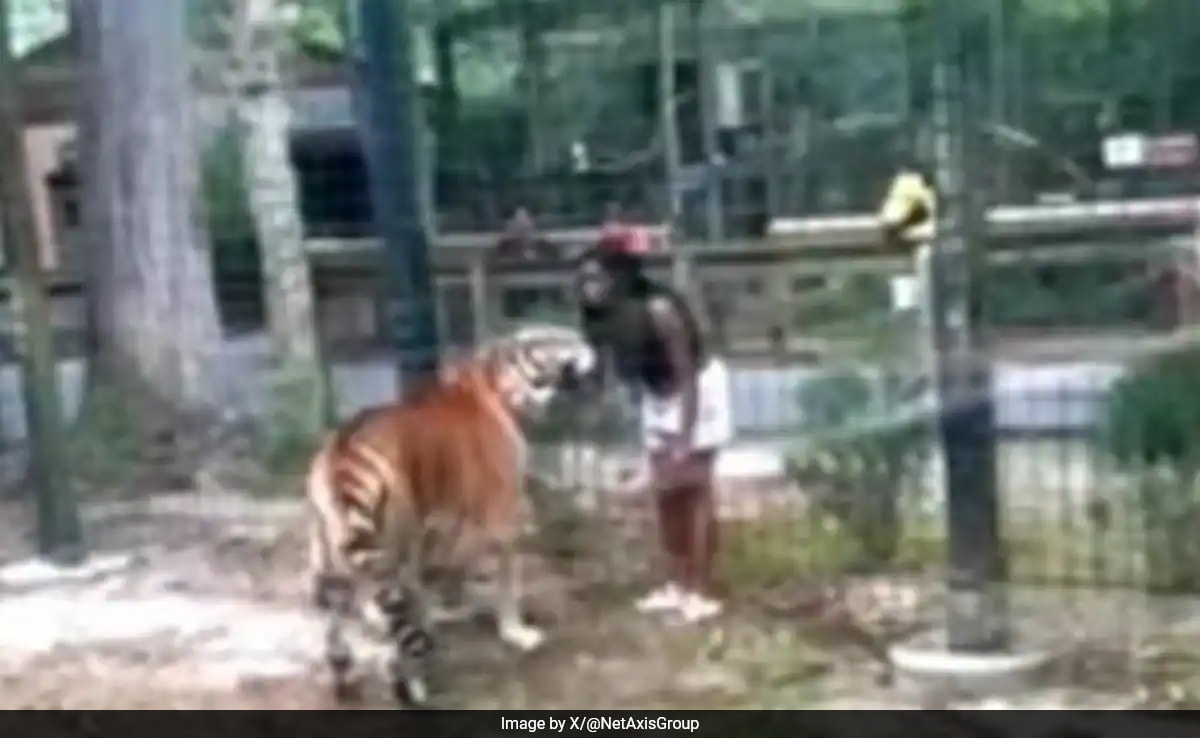 Video: US Woman Climbs Into Tiger's Enclosure In Zoo, Nearly Gets Bitten