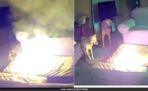 Read more about the article Pet Dog In US Starts House Fire After Chewing On Lithium-Ion Battery