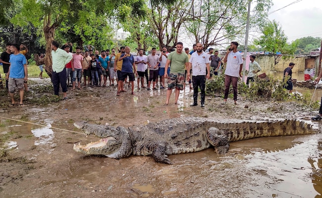 Read more about the article 30-Year-Old Man Dies By Crocodile Attack Amid Floods In Gujarat’s Vadodara