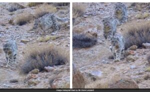 Read more about the article Snow Leopardess And Her Two Cubs Spotted In Ladakh, Internet Awestruck