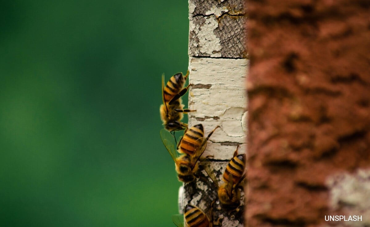 Read more about the article UKs Honey Fraud Crises Explained: Beekeepers, Scientists Troubled