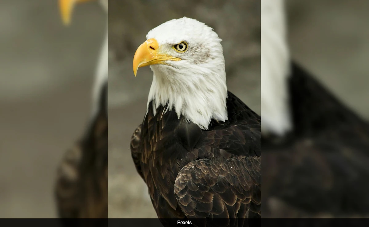 Read more about the article US Names Bald Eagle As National Bird, 200 Years After It Became Country’s Symbol