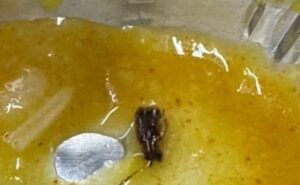 Read more about the article Mumbai Man Finds Cockroach In Dal Served On Vande Bharat Train, Railways Responds