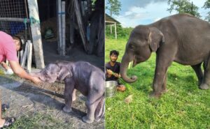 Read more about the article ‘Beer’ The Elephant’s Remarkable Journey