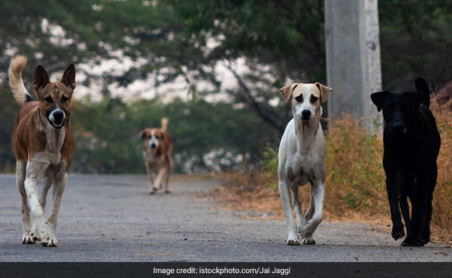 Read more about the article 76-Year-Old Woman Dies After Stray Dog Attack In Bengaluru: Cops