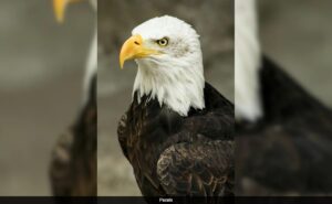 Read more about the article US Names Bald Eagle As National Bird, 200 Years After It Became Country’s Symbol