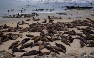 Read more about the article Hundreds Of Sea Lions Take Over California Beach Ousting People