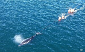 Read more about the article Humpback Whale Freed From Entanglement After 22-Hour Rescue In Sydney