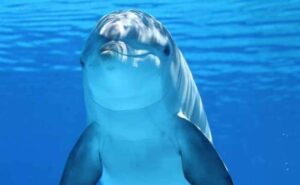 Read more about the article Lonely, Sexually Frustrated Dolphin Behind Attacks On Swimmers In Japan, Say Experts