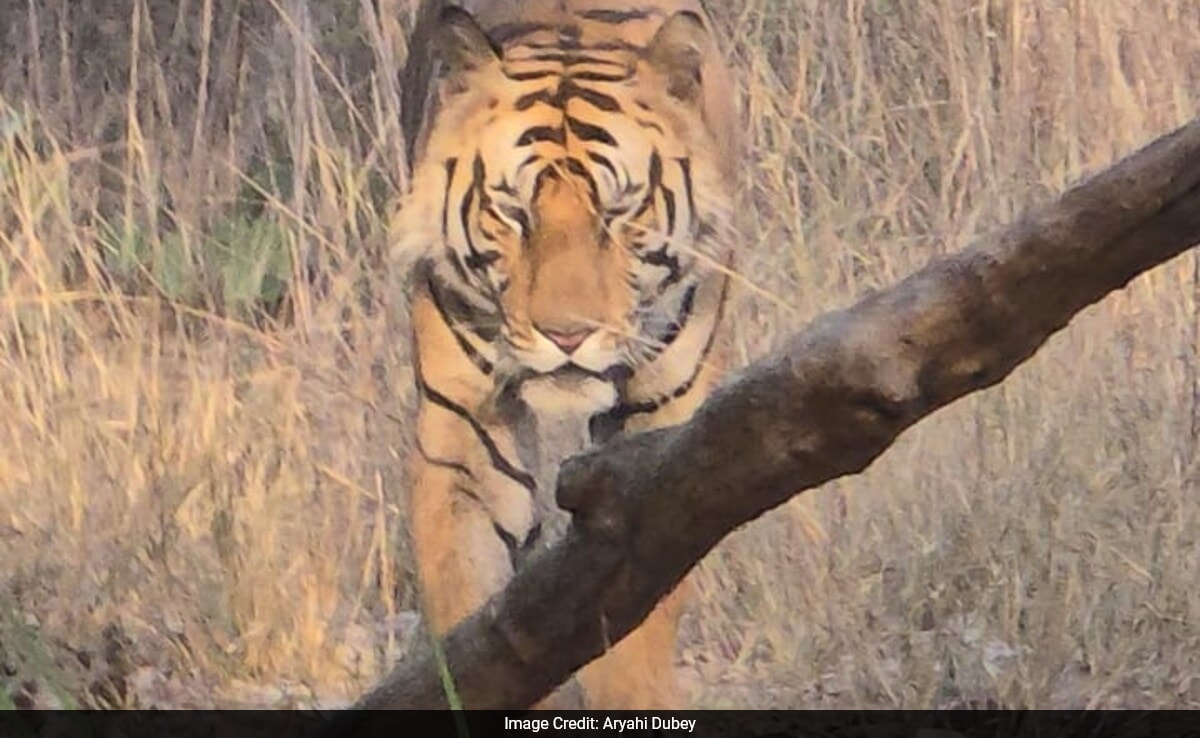 NDTV Impact: Activist Calls For CBI Probe Into Tiger Deaths, Madhya Pradesh Assures Action