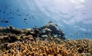 Read more about the article Humanity Is Killing The Great Barrier Reef, Warns Report