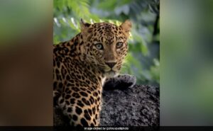 Read more about the article Wildlife Photographer Captures Leopard With Different-Coloured Eyes In Bandipur