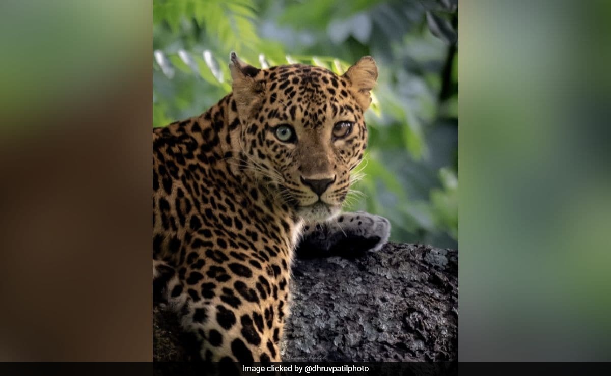 Wildlife Photographer Captures Leopard With Different-Coloured Eyes In Bandipur