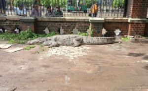 Read more about the article Not Just Floods, Vadodara Is Also Fighting Crocodiles Amid Gujarat Rain