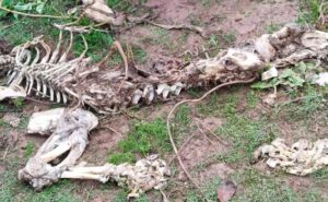 Read more about the article Another Dead Tiger In Madhya Pradesh, With Four Likely Bullets Wounds In Skull