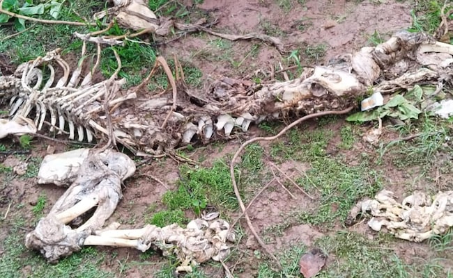 Another Dead Tiger In Madhya Pradesh, With Four Likely Bullets Wounds In Skull